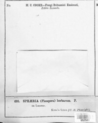 Stemphylium vesicarium image